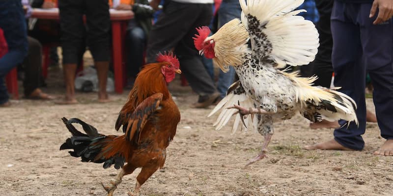 Giới Thiệu về Đá Gà iwin